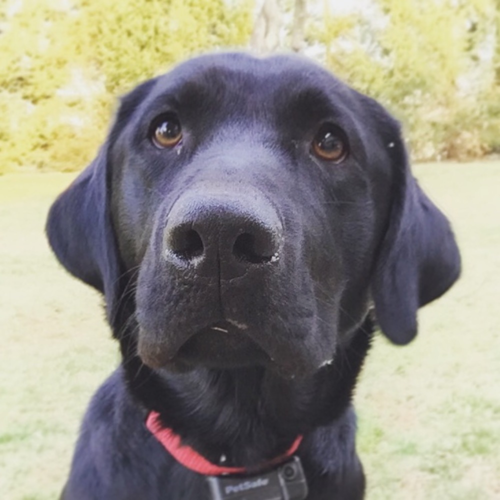 Meet your Posher, Brian